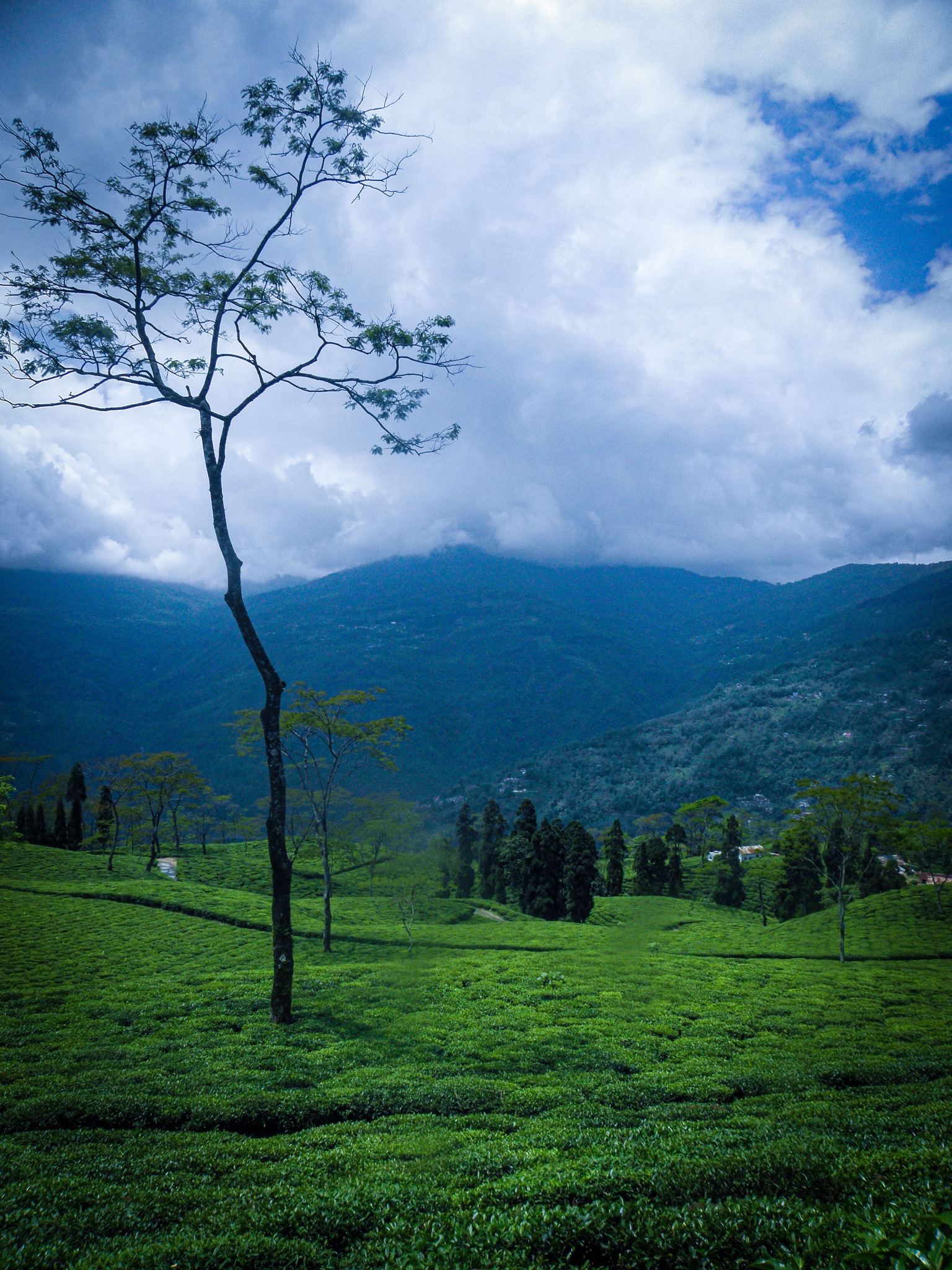 Misty tea gardens across the hills of Darjeeling