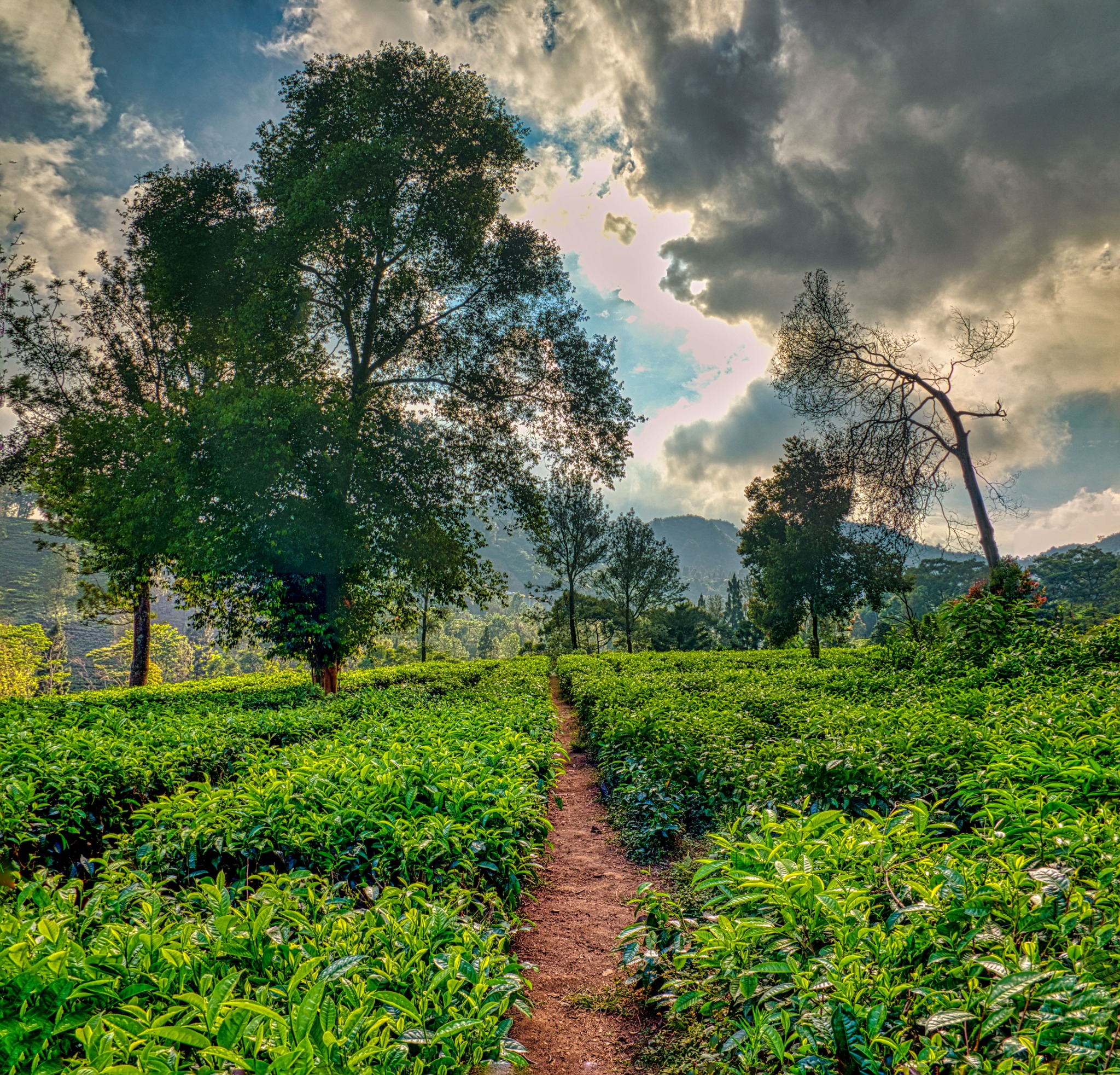 Tea-covered hillside in Darjeeling tea country