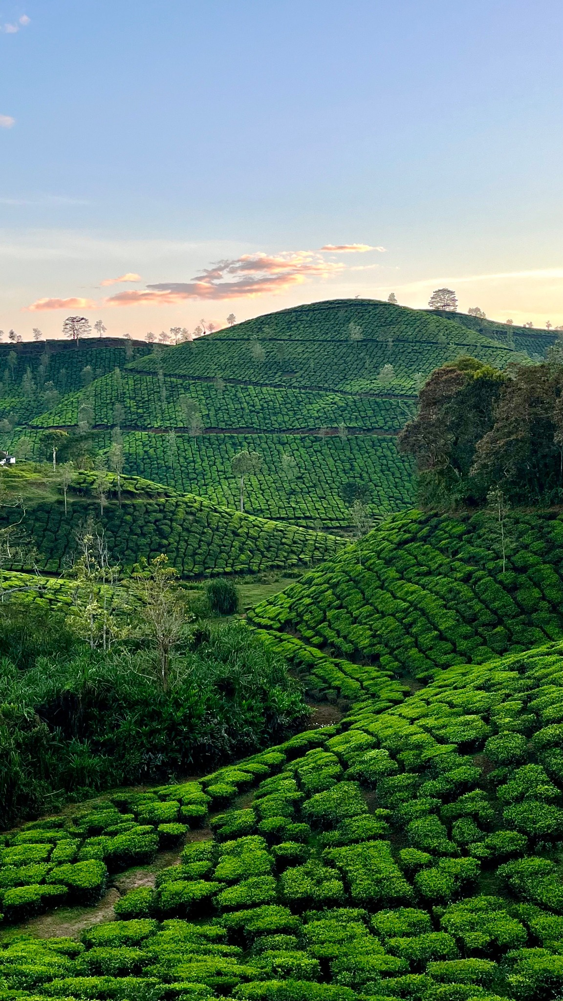 Misty Darjeeling tea landscape
