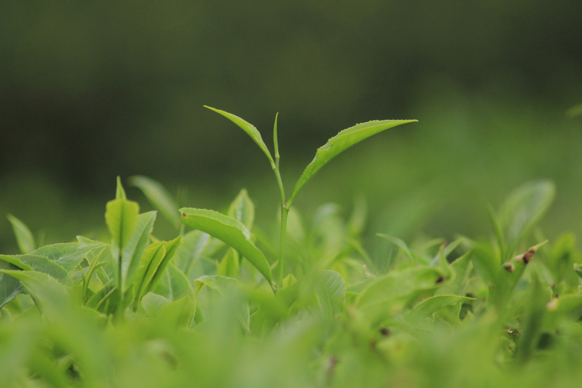 Fresh tea leaves growing in a Darjeeling tea garden